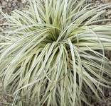 Lunar Falls Variegated Sedge Grass (Carex 'Lunar Falls' PPAF)