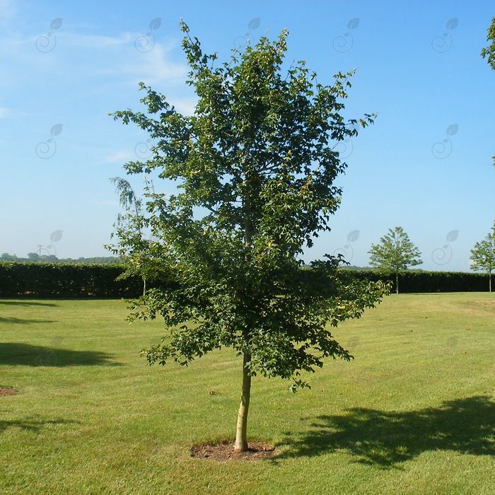 Hedge Maple (Acer campestre)