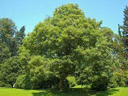 Sycamore Maple (Acer pseudoplatanus)