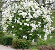 Roseum Common Snowball Bush (Viburnum opulus 'Roseum')