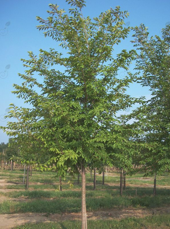 Frontier Elm (Ulmus  'Frontier')