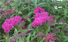 Anthony Waterer Spirea (Spiraea x bumalda 'Anthony Waterer')