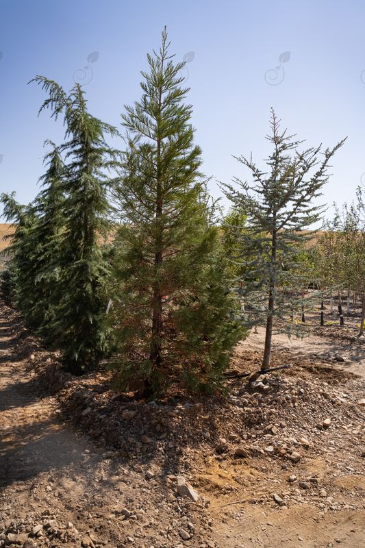 Giant Sequoia (Sequoiadendron giganteum)