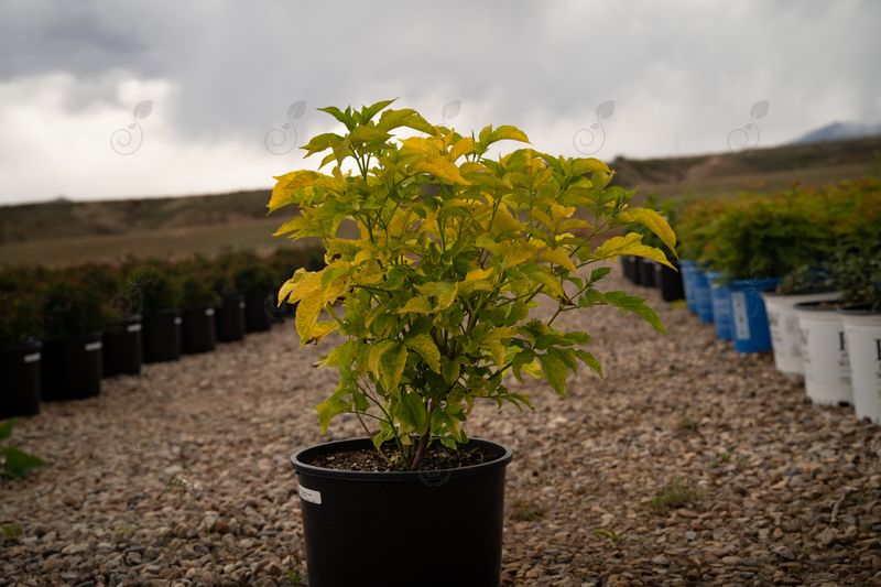 Aurea Golden Elderberry (Sambucus canadensis 'Aurea')