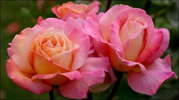 Chicago Peace Hybrid Tea Rose (Rosa hybrid tea 'Chicago Peace')