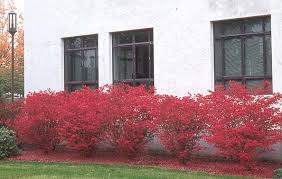 Compacta Dwarf Burning Bush (Euonymus alatus 'Compacta')