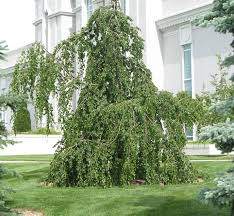 Pendula Weeping Green Beech (Fagus sylvatica 'Pendula')