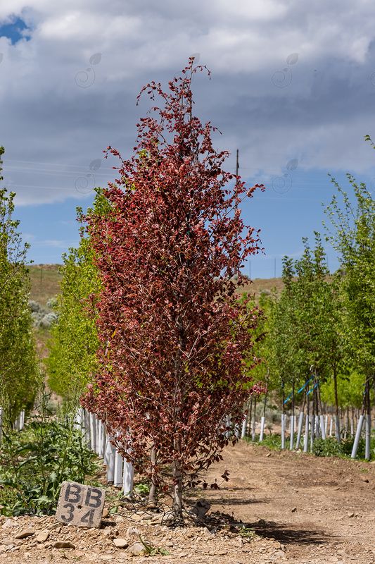 Roseomarginata Tricolor Beech (Fagus sylvatica 'Roseomarginata')