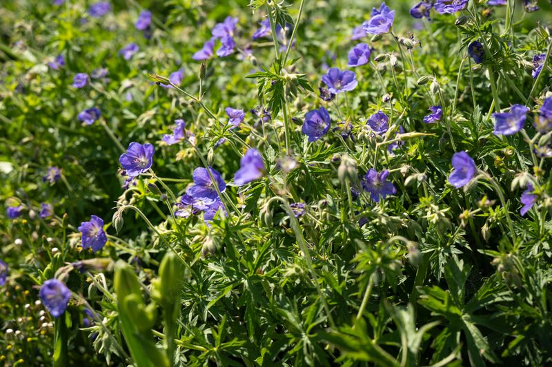 Brookside Hardy Geranium Cranesbill (Geranium 'Brookside')