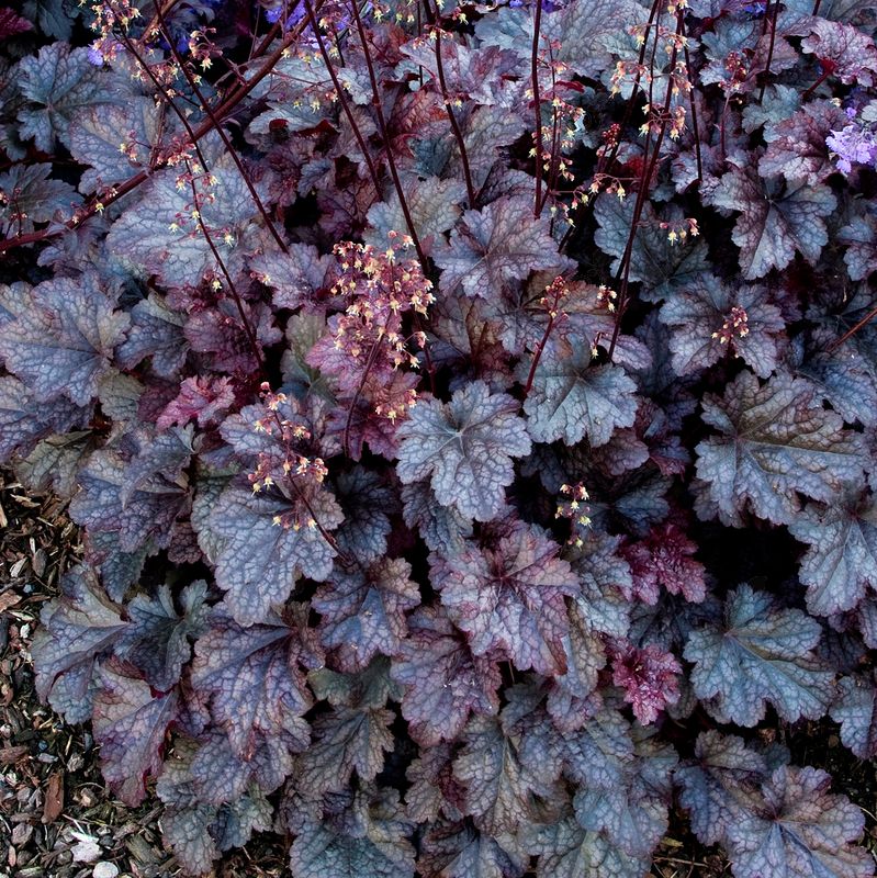 Plum Pudding Coral Bells (Heuchera 'Plum Pudding')