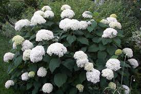 Annabelle Smooth Hydrangea (Hydrangea arborescens 'Annabelle')
