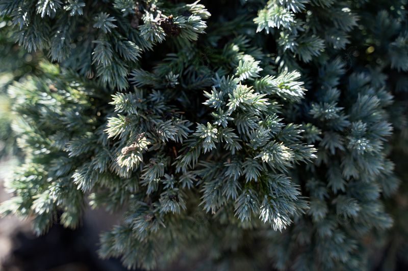 Blue Star Juniper (Juniperus squamata 'Blue Star')