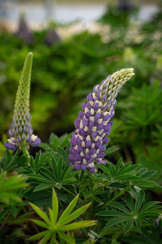Gallery Blue Lupine (Lupinus 'Gallery Blue')