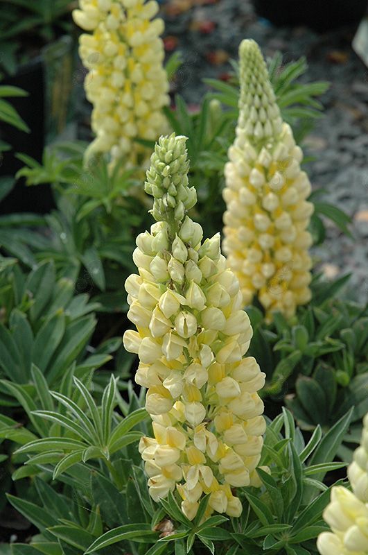 Gallery Yellow Lupine (Lupinus 'Gallery Yellow')