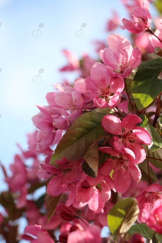 Radiant Flowering Crabapple (Malus 'Radiant')