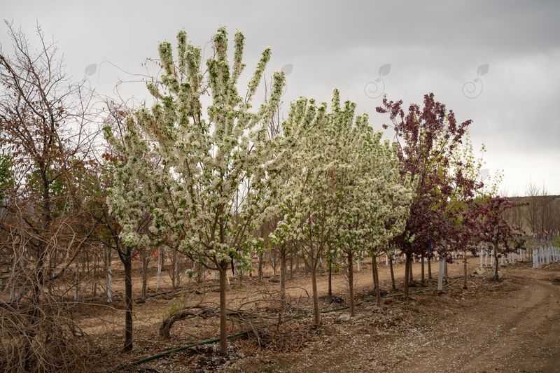 Spring Snow Flowering Crabapple (Malus 'Spring Snow')