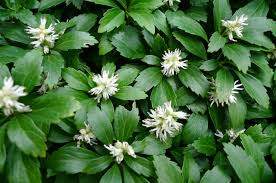Japanese Spurge (Pachysandra terminalis)