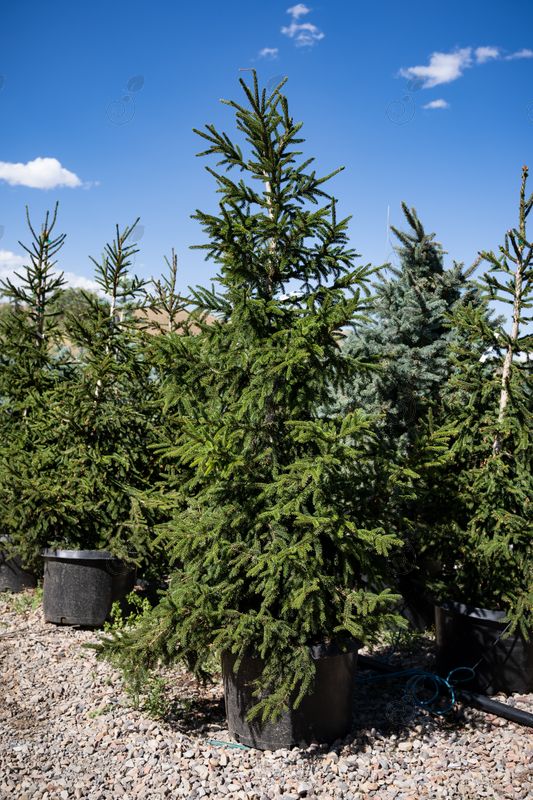 Gowdy Oriental Spruce (Picea orientalis 'Gowdy')
