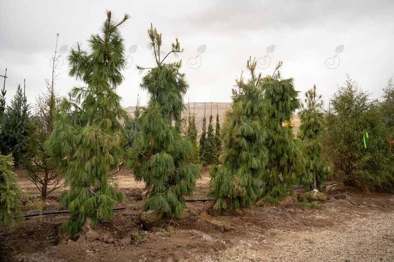 Pendula Weeping Eastern White Pine (Pinus strobus 'Pendula')