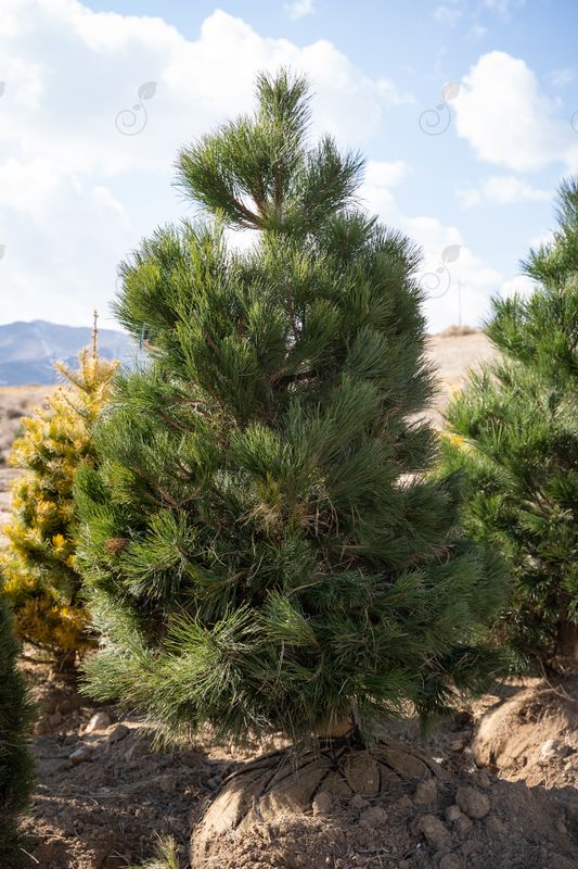 Austrian Pine (Pinus nigra)