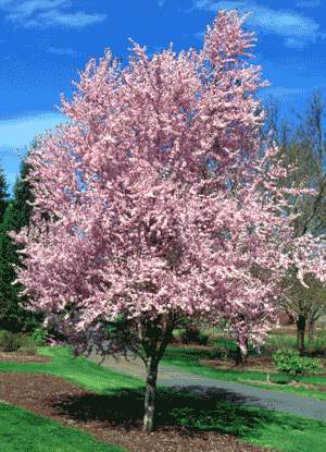 Thundercloud Flowering Plum (Prunus cerasifera 'Thundercloud')