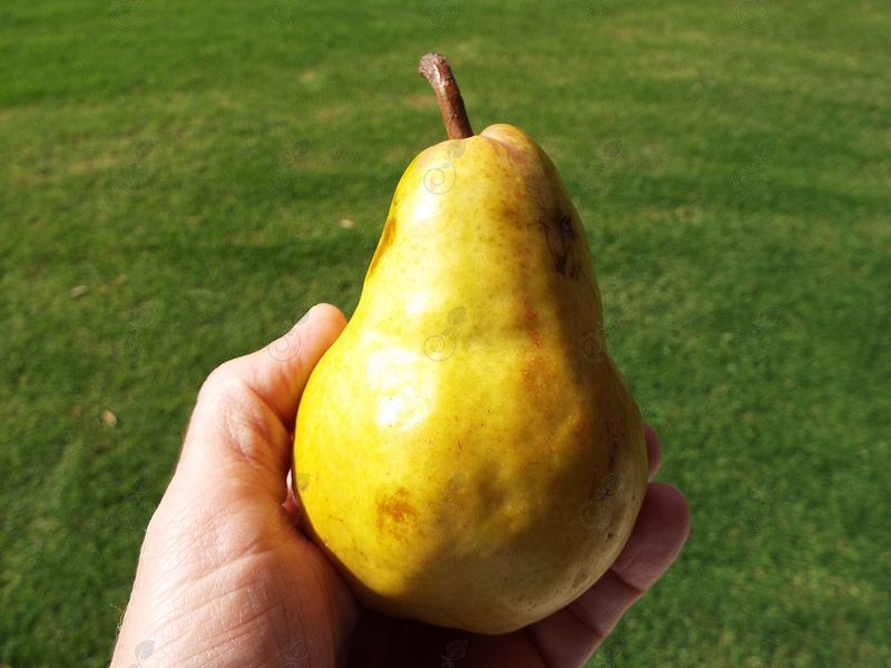 Bartlett Pear Fruit Tree (Pyrus communis 'Bartlett')