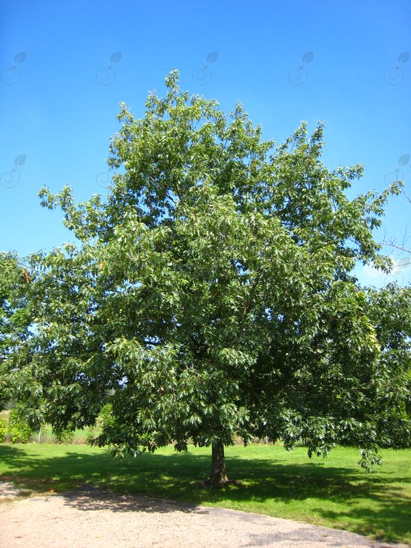 Northern Red Oak (Quercus rubra)