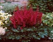 Visions In Red False Goat's Beard (Astilbe chinensis 'Visions in Red')