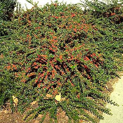 Cranberry Cotoneaster (Cotoneaster apiculatus)
