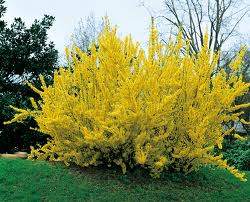 Spring Glory Forsythia (Forsythia X intermedia 'Spring Glory')