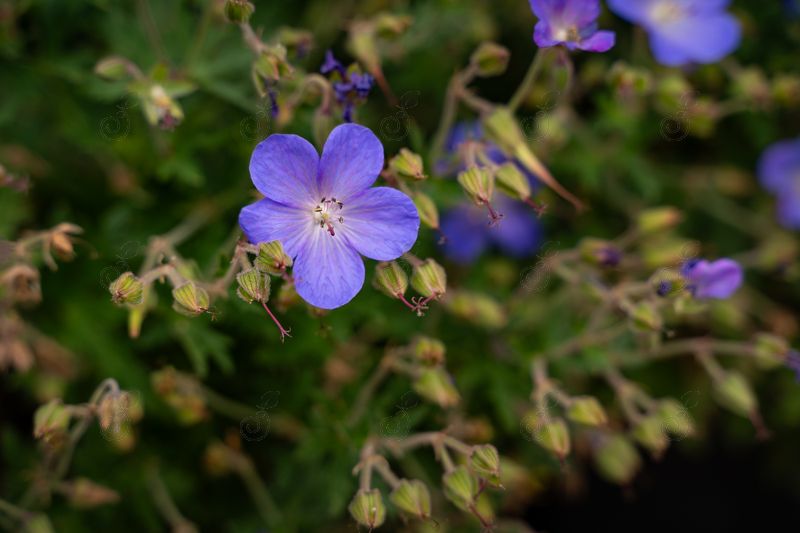 Johnson Hardy Geranium Cranesbill (Geranium 'Johnson's Blue')
