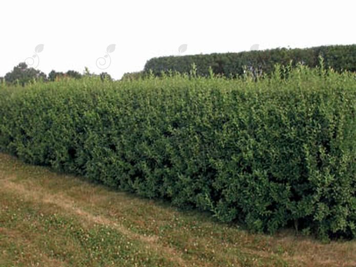 Cheyenne Privet (Ligustrum vulgare 'Cheyenne')