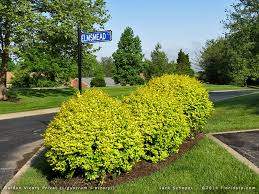 Golden Privet (Ligustrum vicaryi)