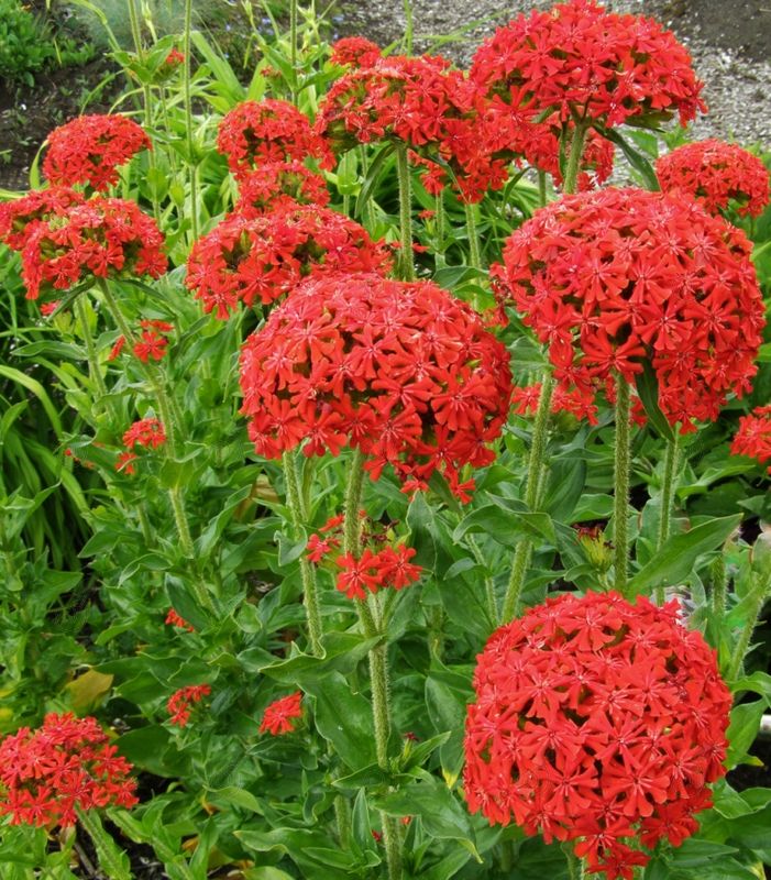 Maltese Cross (Lychnis chalcedonica)