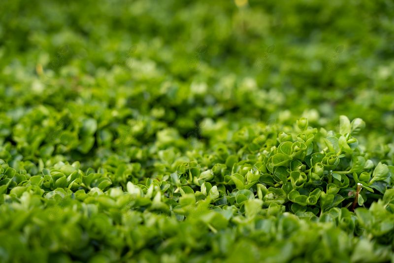 Creeping Jenny (Lysimachia nummularia)