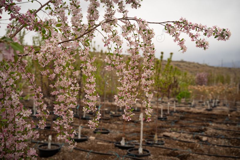 Louisa Weeping Flowering Crabapple (Malus 'Louisa')