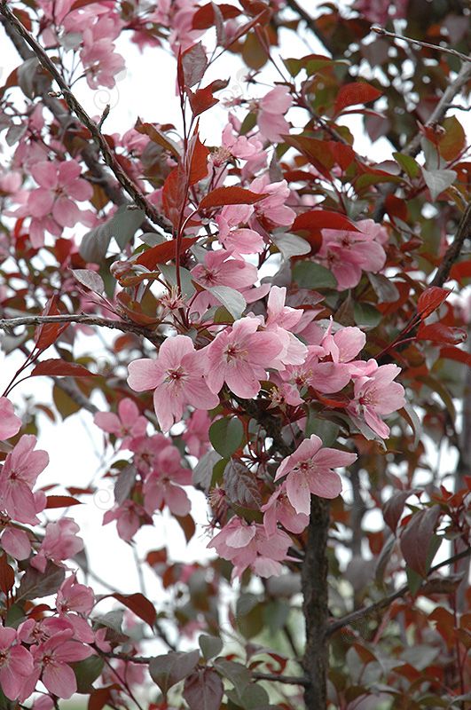Perfect Purple Flowering Crabapple (Malus 'Perfect Purple')
