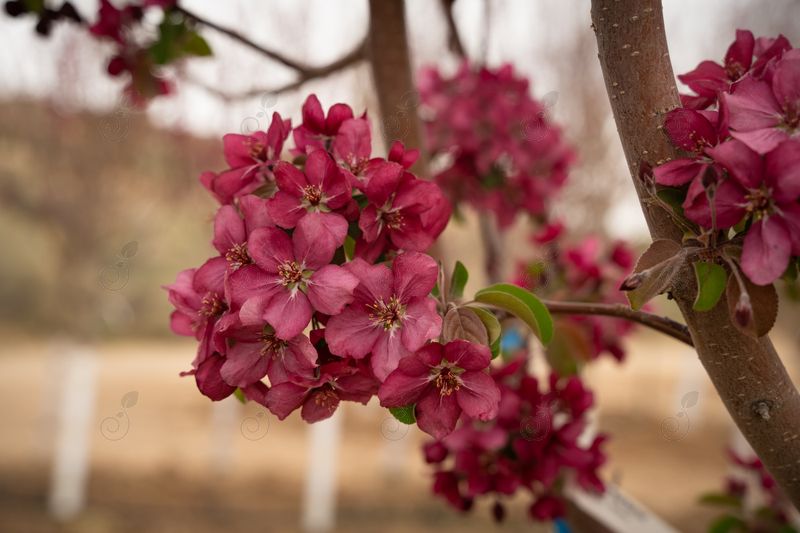 Red Barron Flowering Crabapple (Malus 'Red Barron')