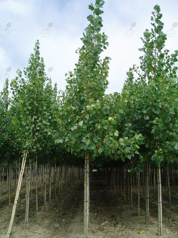 Robusta Cottonless Cottonwood/Poplar (Populus canadensis 'Robusta')