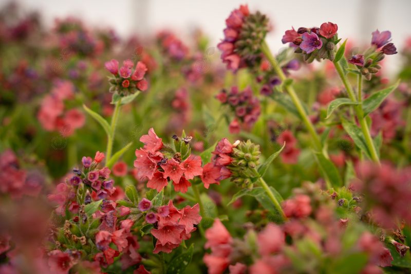 Raspberry Splash Lungwort (Pulmonaria 'Raspberry Splash' PP12138)