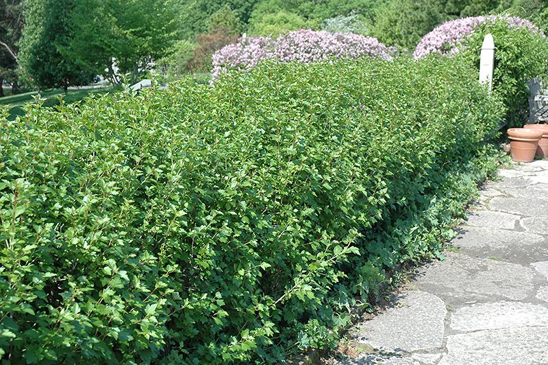 Greenmound Alpine Currant (Ribes alpinum 'Greenmound')