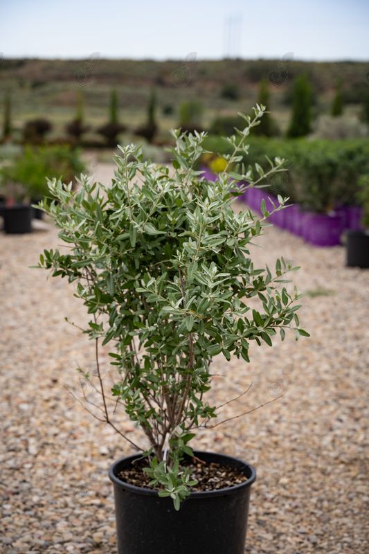 Buffaloberry (Shepherdia argentea)