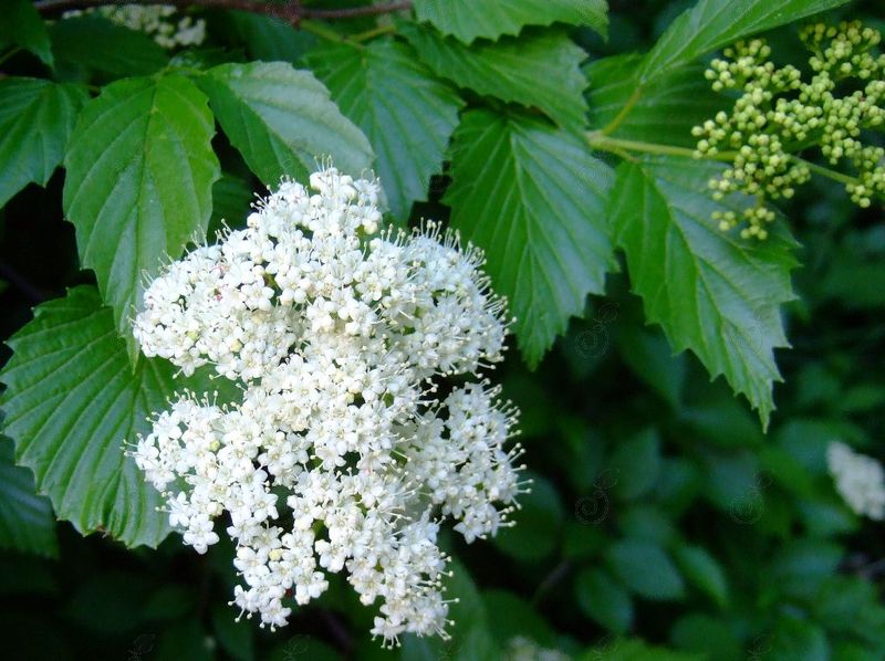 Arrowwood (Viburnum dentatum)