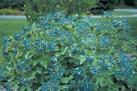 Christom Arrowwood (Viburnum dentatum 'Christom' Blue Muffin®)