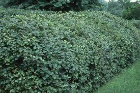Mohican Wayfaringtree (Viburnum lantana 'Mohican')