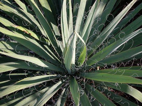 Yucca (Yucca filamentosa)