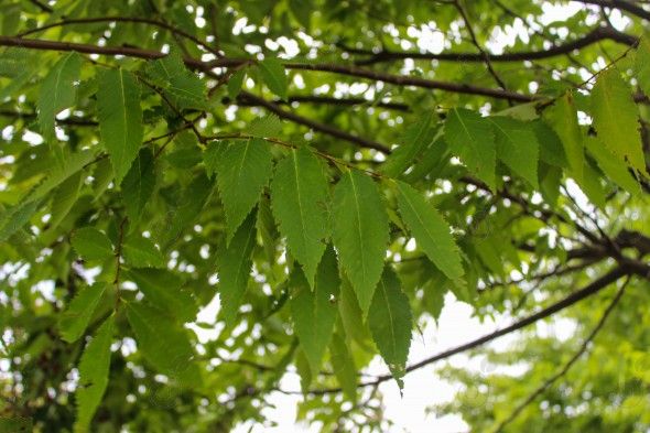 Schmidtlow Zelkova (Zelkova serrata 'Schmidtlow' Wireless®)