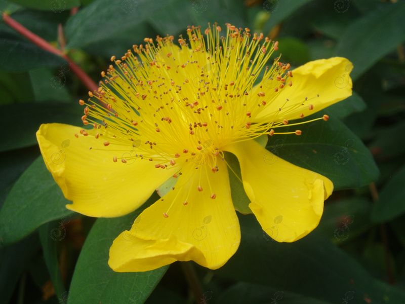 St. John's Wort (Hypericum calycinum)