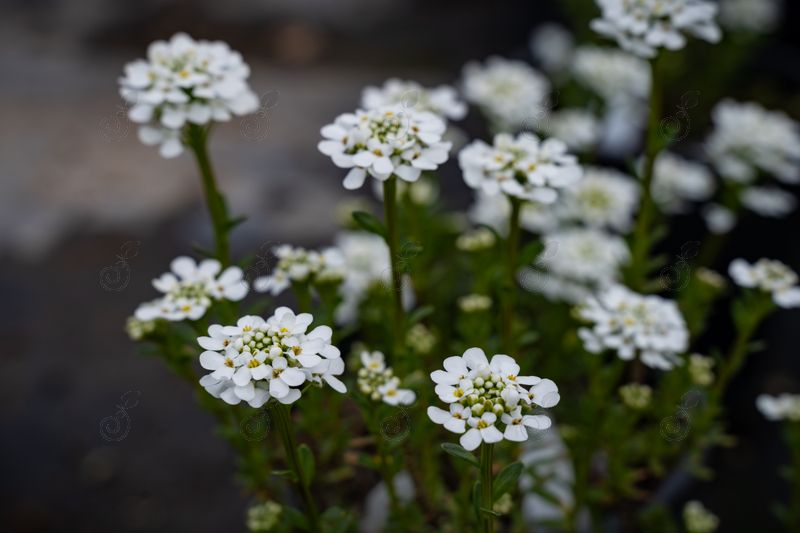 Snowflake Candytuft (Iberis sempervirens 'Snowflake')