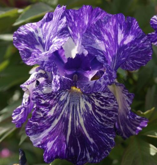 Batik Bearded Iris (Iris germanica 'Batik')